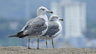 Seagulls